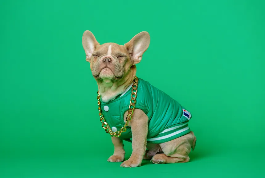 Französische Bulldogge in grüner Jacke mit goldener Kette vor grünem Hintergrund