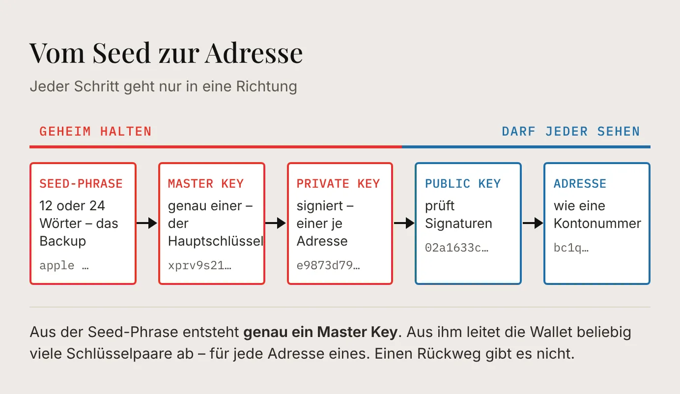 Kette in fünf Schritten: aus der Seed-Phrase entsteht der Master Key, daraus ein Private Key, daraus der Public Key, daraus die Adresse; jeder Schritt geht nur in eine Richtung